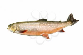Horizontal photo of a rare mature Dolly Varden Trout in spawning colors isolated on white background