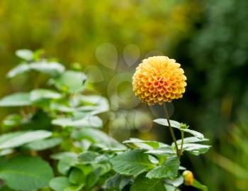 Photo of autumn Marigold flower with green foliage in background