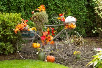 Horizontal photo of old stationary bike filled with leaves, pumpkins, and other various autumn objects with evergreen trees in background 