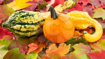 Horizontal photo of small pumpkin, up front, with decorative squash and autumn leaves