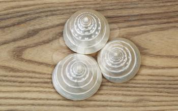 Overhead view of mother of pearl sea shells positioned on rustic wooden boards.  