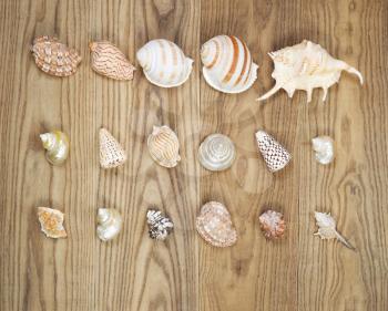 Overhead view of sea shells positioned on rustic wooden boards.  