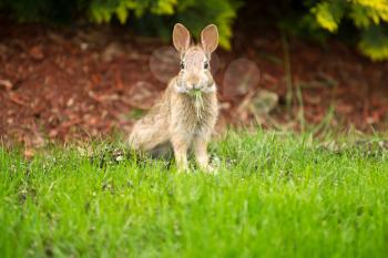 Horizontal photo of young wild rabbit eating fresh grass while looking forward
