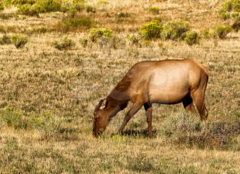 Closeup of a wild healthy mature female elk grazing in pasture during late summer season