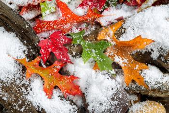 Bright autumn leaves covered with snow on aged driftwood and rocks