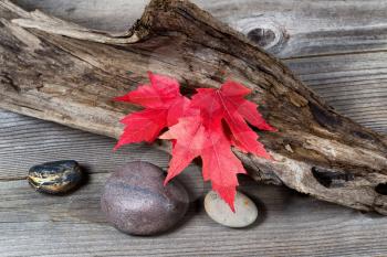 Vibrant red maple leaves in autumn color on aged driftwood