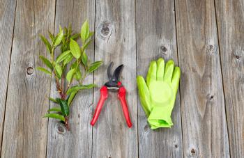 Top view angled shot of pruning shears, work gloves and a freshly cut branch on rustic wood. 