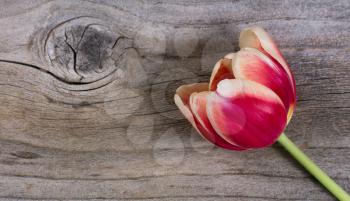 Single tulip on rustic wood with plenty of copy space. 