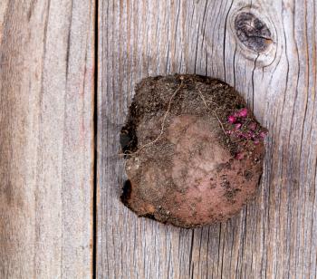 Close up view of raw potato, roots and soil on surface, on rustic wood.  
