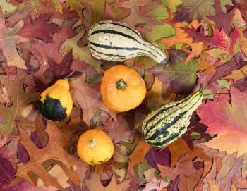 Overhead view of real autumn gourd decorations resting on leaves.  