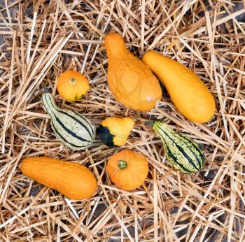 Overhead view of real seasonal autumn gourds on straw and rustic wood.  