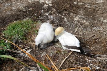 Top view of an adult gannet and baby chick on nest area 