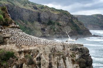 adult gannets sitting on edge of cliff with Pacific Ocean and flying birds in background. Selective focus on birds on rocks. 