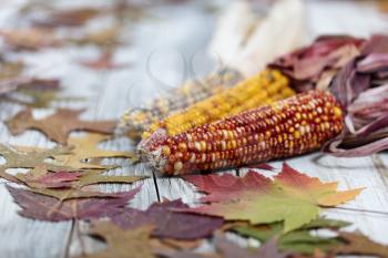 Close up of Autumn seasonal foliage and corn for seasonal holidays on white rustic wooden boards 