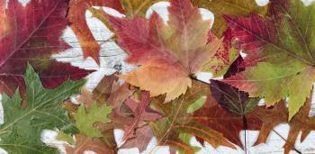 Autumn foliage in filled frame format on rustic white wood