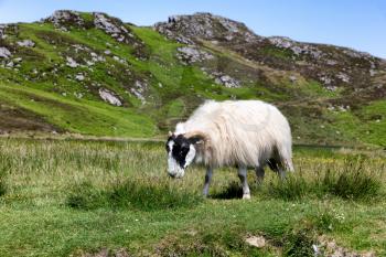 Mature sheep in pasture eating wild grass