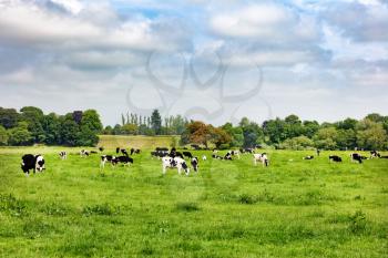 Dairy cows grazing in large farm pasture 