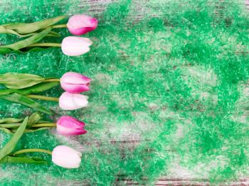 colorful tulips forming left border on artificial green grass for Easter Background 