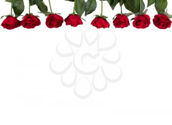 Red roses forming upper border on white background