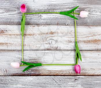Colorful pink and white tulips forming square on rustic white wood for Easter Background 