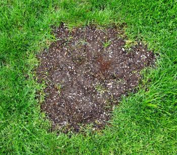 Repair patch on natural grass with morning dew