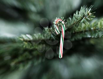 Traditional stripped candy cane Christmas decoration hanging on artificial tree 