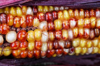 Close up of seasonal Indian summer corn with stalk for Thanksgiving holiday  