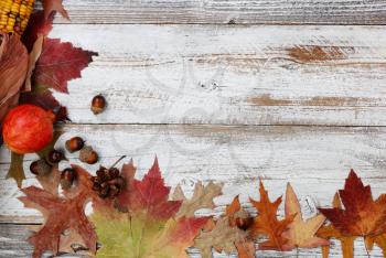 Autumn decorations made of leaves, acorns, corn and pine cones on left side border on white rustic wood for Thanksgiving or Halloween season