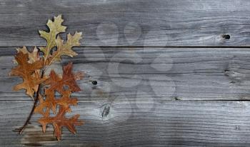 Seasonal autumn branch with oak leaves on weathered wood 