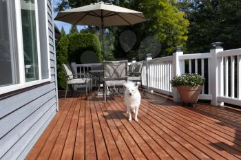 White family dog outdoors on home deck during summer time 