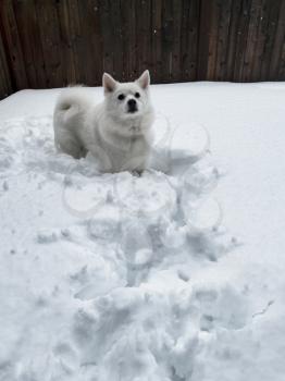 Playful white dog in fresh snow with home fence in background 