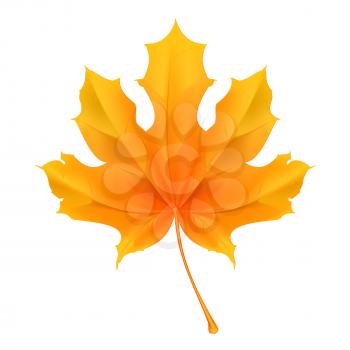 Maple leaf, vector