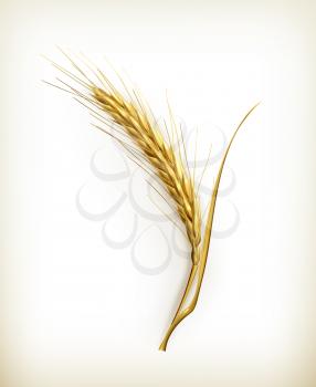Ear of wheat, vector