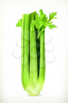 Celery, vector illustration