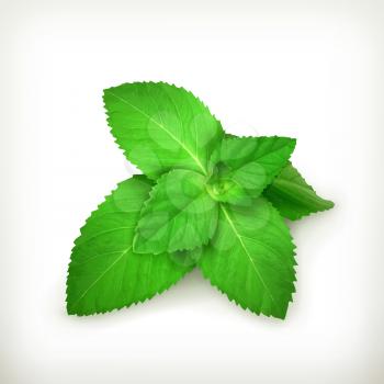 Fresh mint leaves, vector illustration