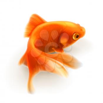 Goldfish, photorealistic vector illustration
