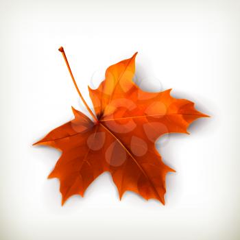 Maple leaf, vector