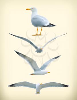 Sea gulls vector icon set