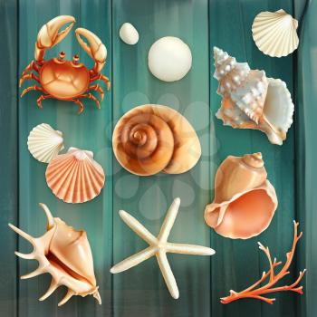 Seashells, set vector icons