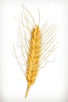 Wheat ears, vector icon