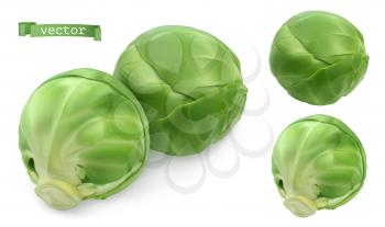 Brussels sprout, cabbage. Leaf vegetables 3d realistic vector objects. Food illustration