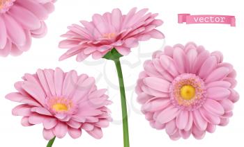 Pink Dahlia. Chamomile flowers 3d vector realistic set