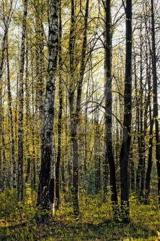 Birch spring trees in forest
