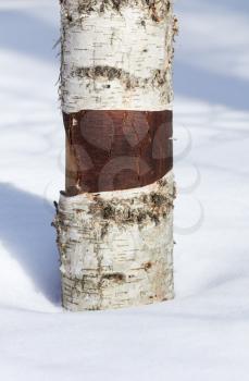 Birch Tree Trunk in the snow. Closeup.