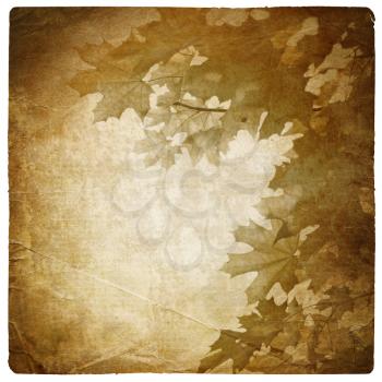 Vintage maple leaves background. Isolated on white.