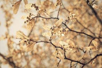linden blossom, closeup toned shot