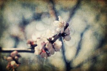 Retro apple-tree flowers at spring