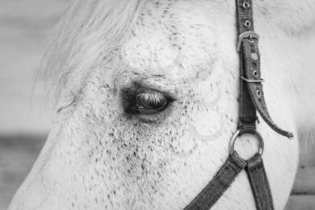 White horse eye closeup shot. 