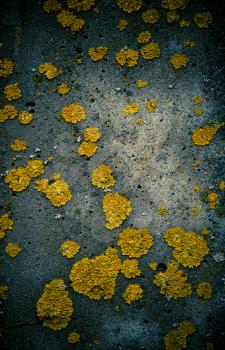 Wall detail with yellow  lichen pieces
