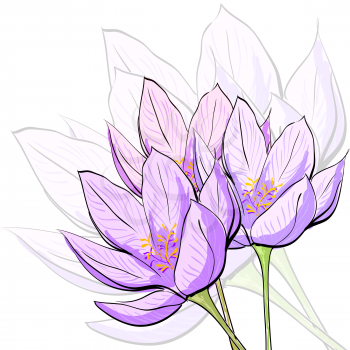 Floral background with hand drawn crocus flowera